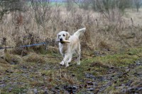 /album/fotogalerie/bibinka-aport-rohliku-jpg2/